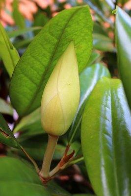 Magnolia grandiflora 'Edith Bouge' - šácholán - květní pupen